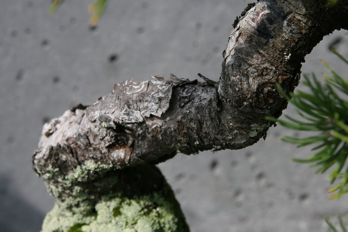 Сосна горная Мугус - фото 8