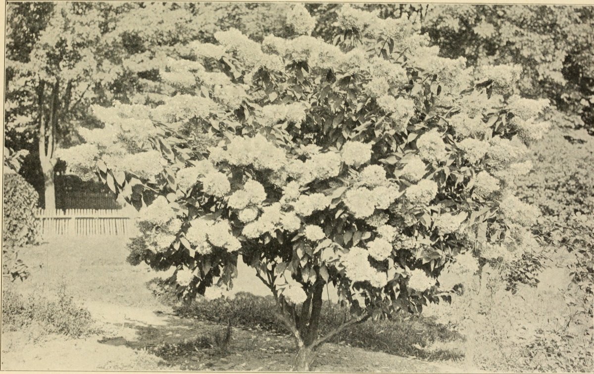 Гортензия Пинк Леди метельчатая - фото 4