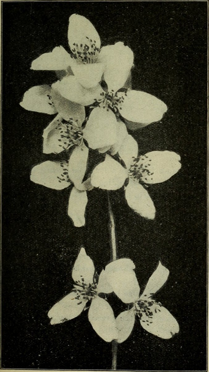 Гортензия Пинк Леди метельчатая