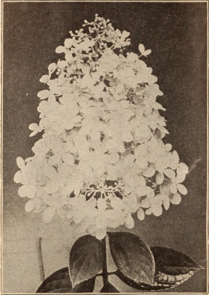 Гортензия Пинк Леди метельчатая - фото 2