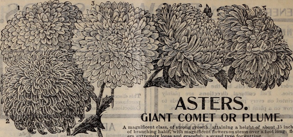 Хризантема Арлекин - фото 7