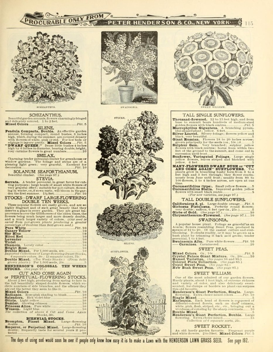 Хризантема Арлекин - фото 4