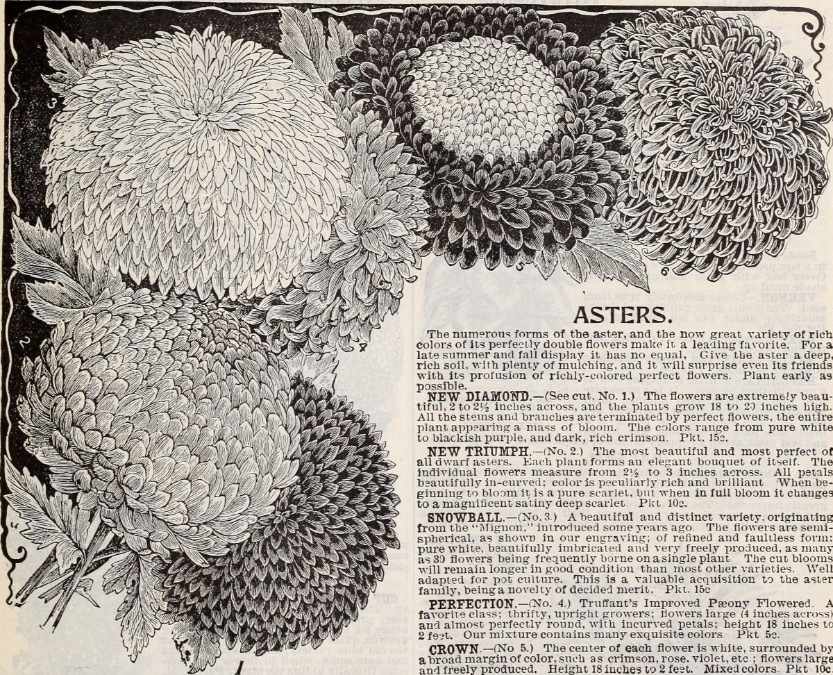 Хризантема Арлекин - фото 2
