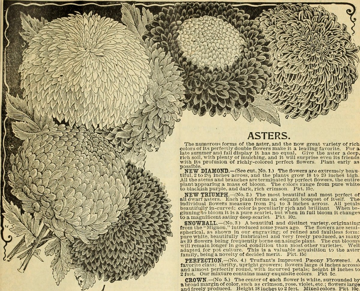 Хризантема Арлекин - фото 3