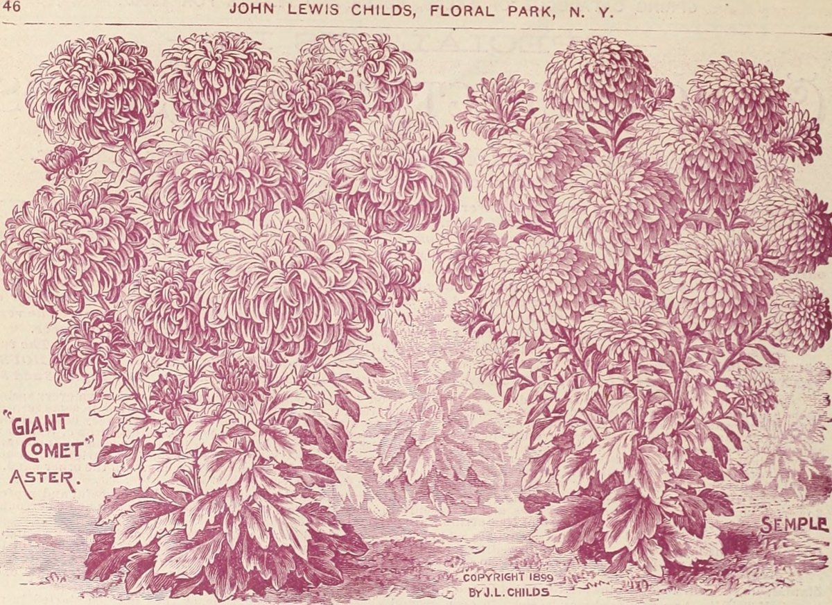 Хризантема Арлекин