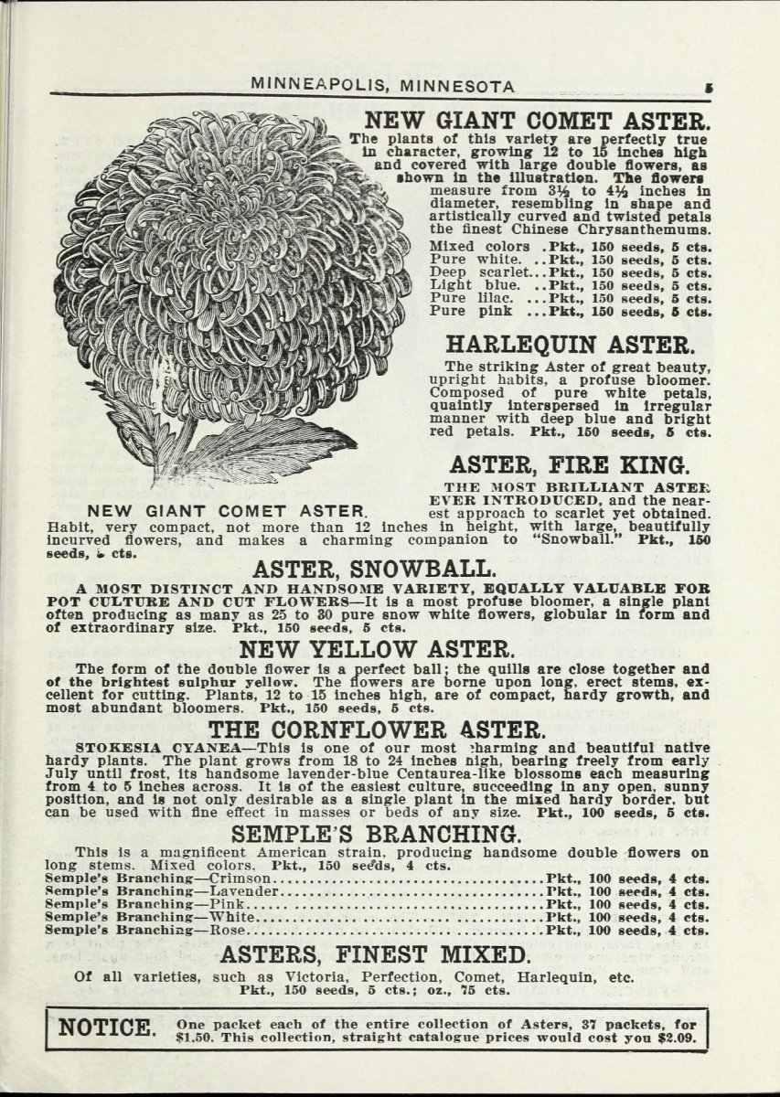 Хризантема Арлекин - фото 5