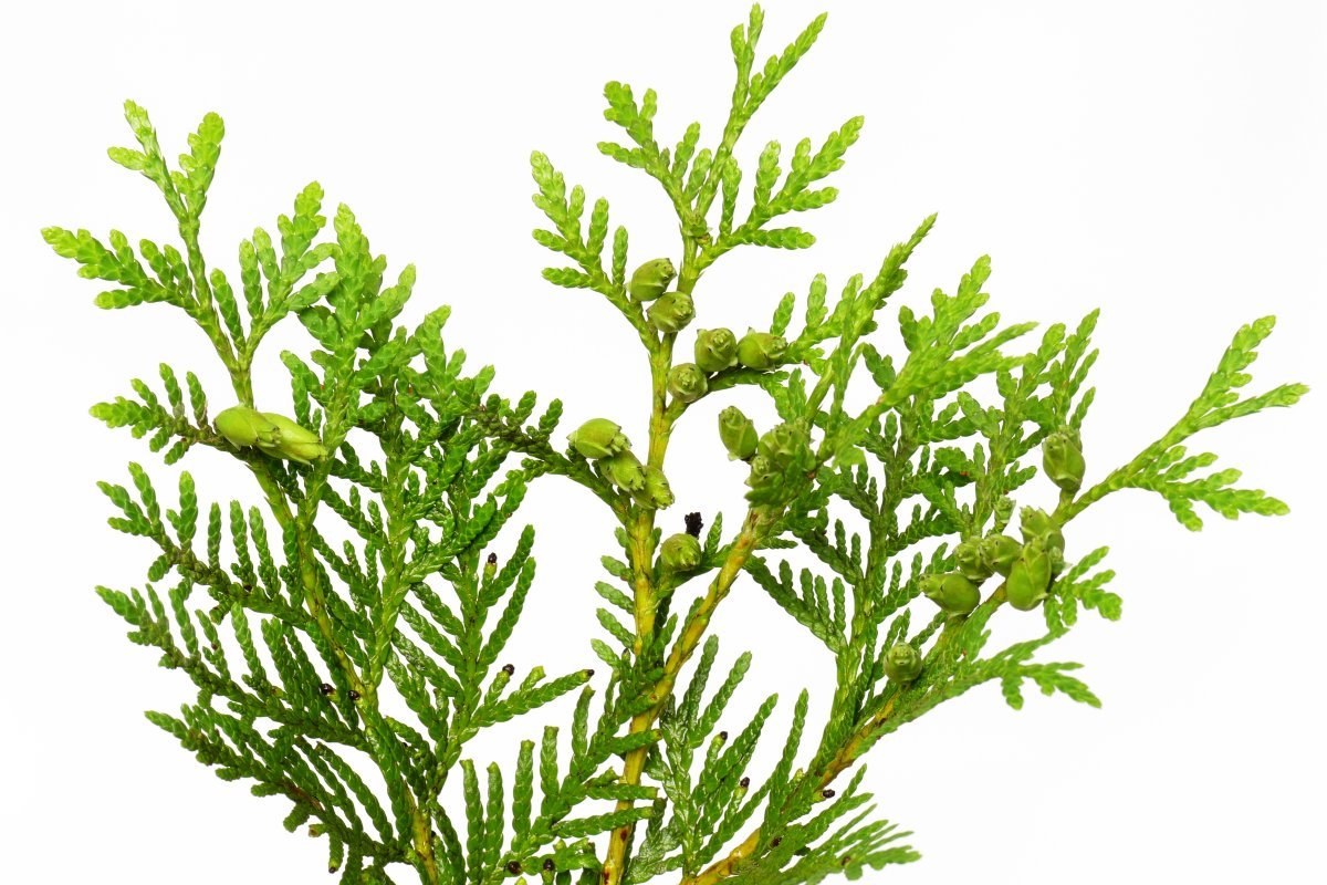 Туя западная Брабант - фото 3