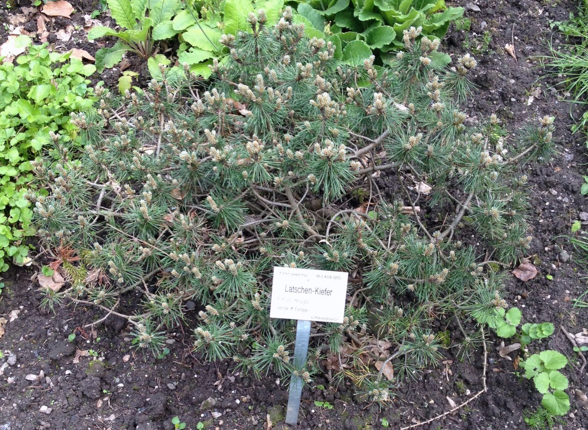 Сосна горная Пумилио - фото 5