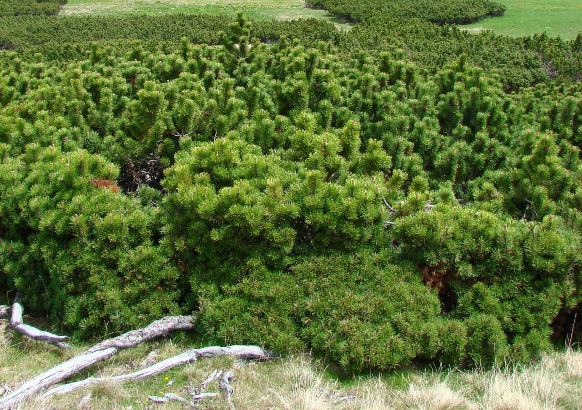 Сосна горная Пумилио - фото 6