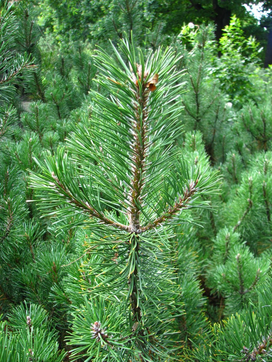 Сосна горная Пумилио - фото 9