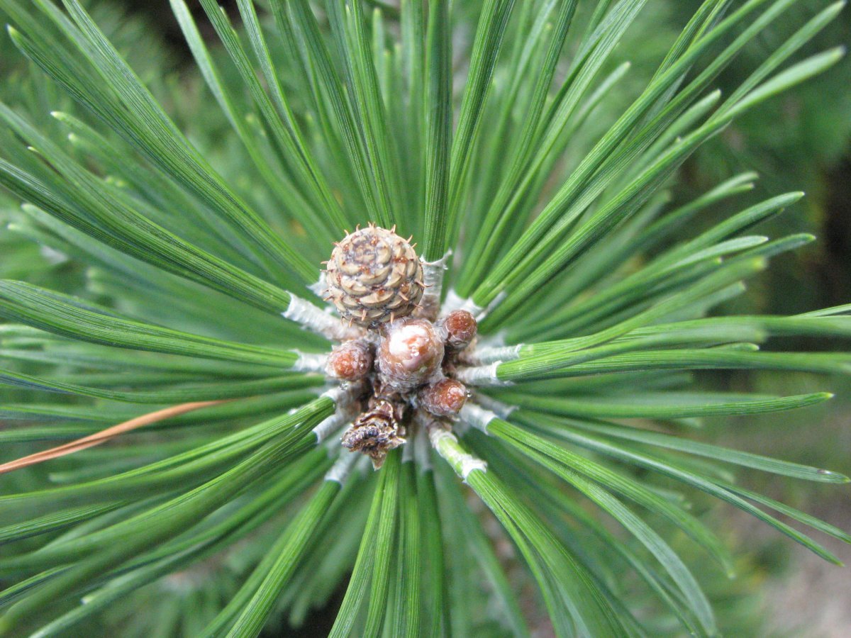 Сосна горная Пумилио - фото 10