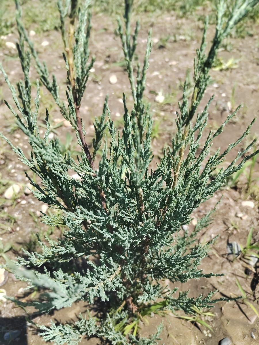 Можжевельник скальный Блю Арроу - фото 2