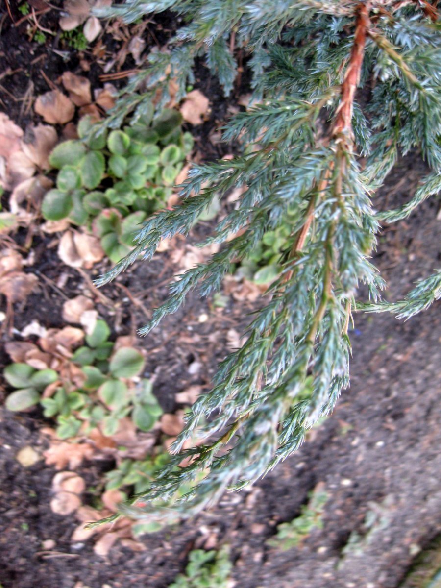 Можжевельник чешуйчатый Блю Карпет - фото 6