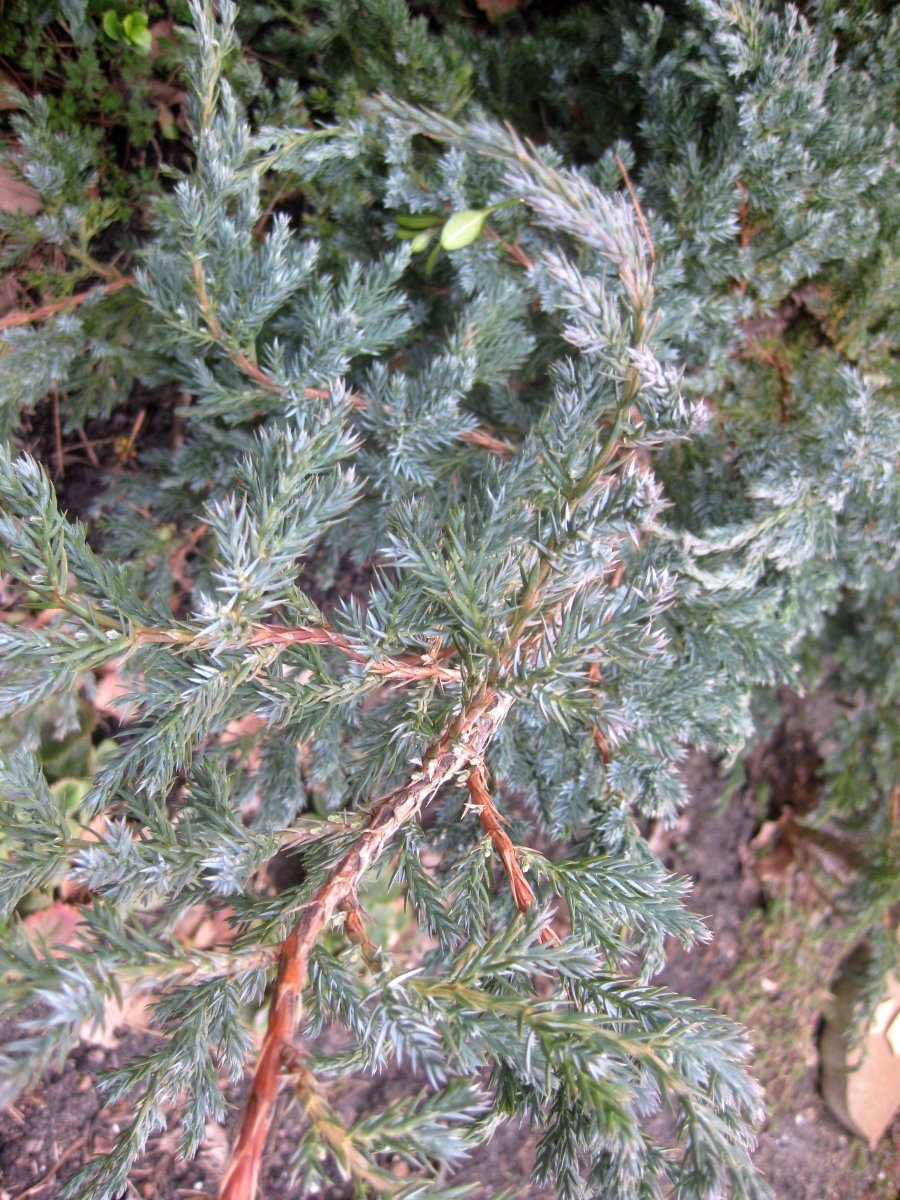 Можжевельник чешуйчатый Блю Карпет - фото 7