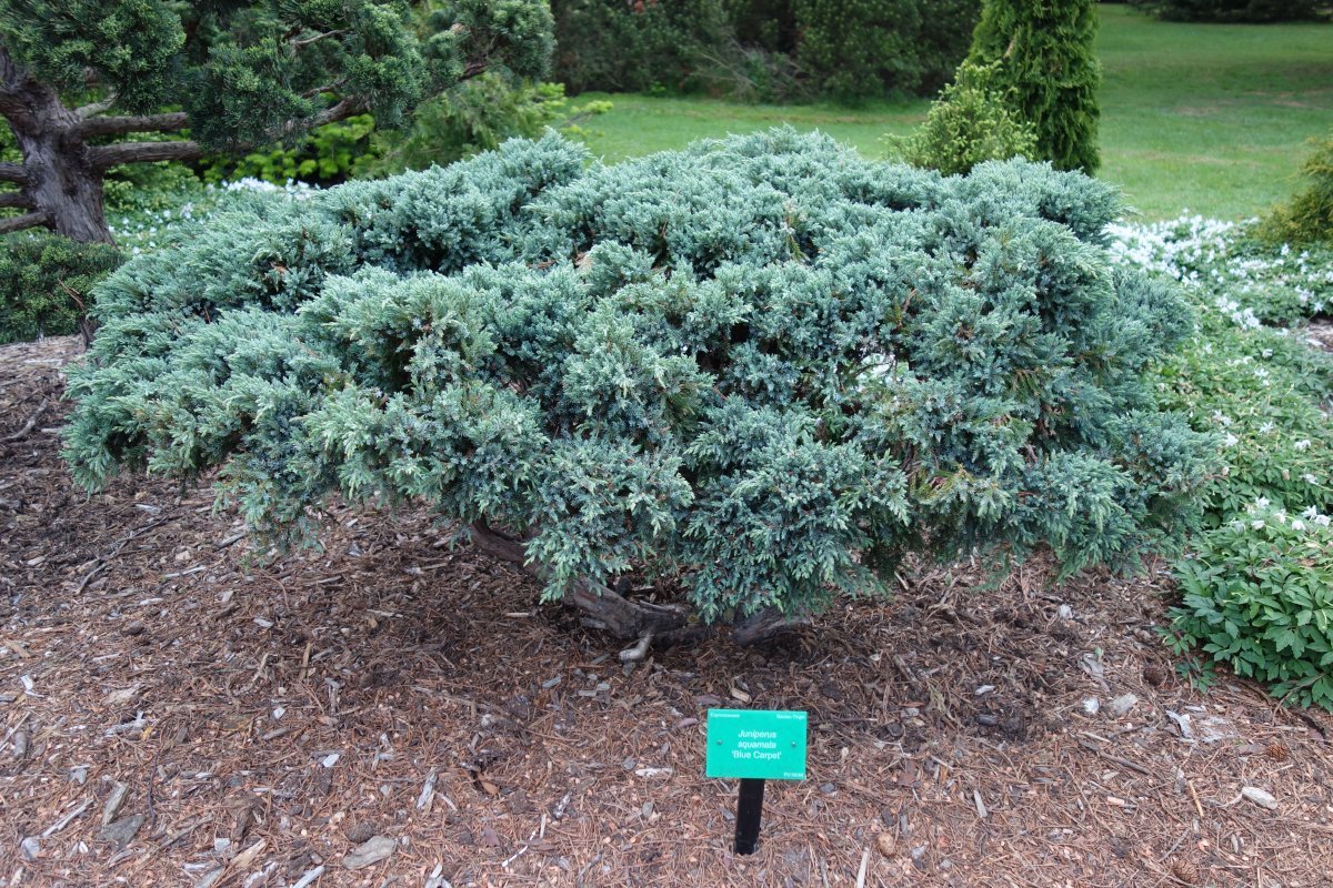 Можжевельник чешуйчатый Блю Карпет - фото 3