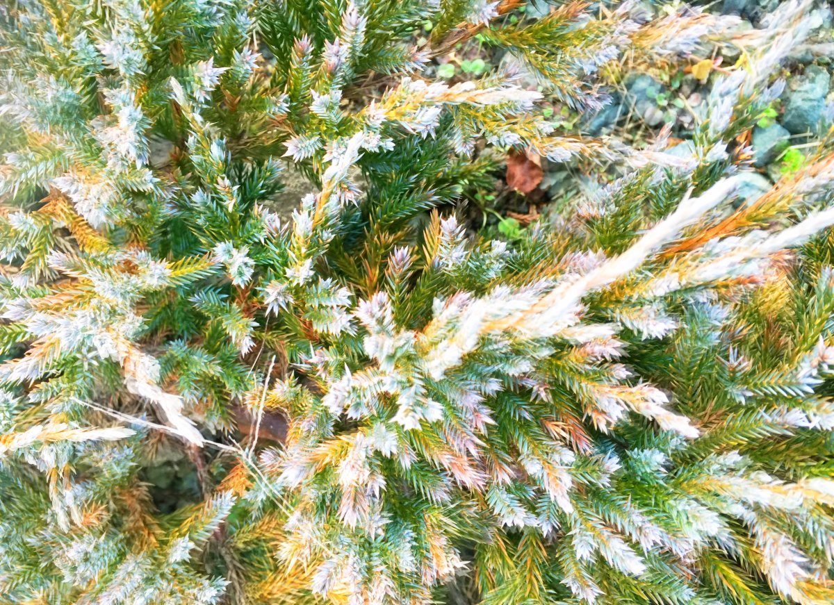 Можжевельник чешуйчатый Блю Карпет - фото 4