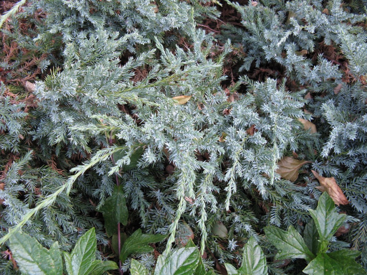 Можжевельник чешуйчатый Блю Карпет - фото 2