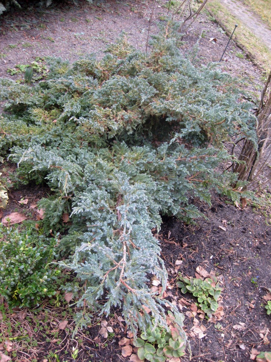Можжевельник чешуйчатый Блю Карпет - фото 5