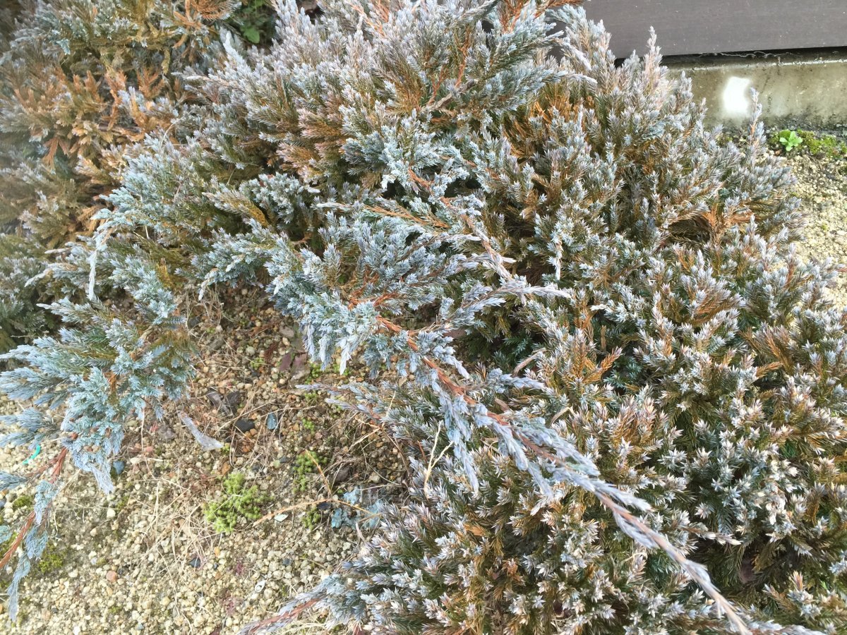 Можжевельник чешуйчатый Блю Карпет