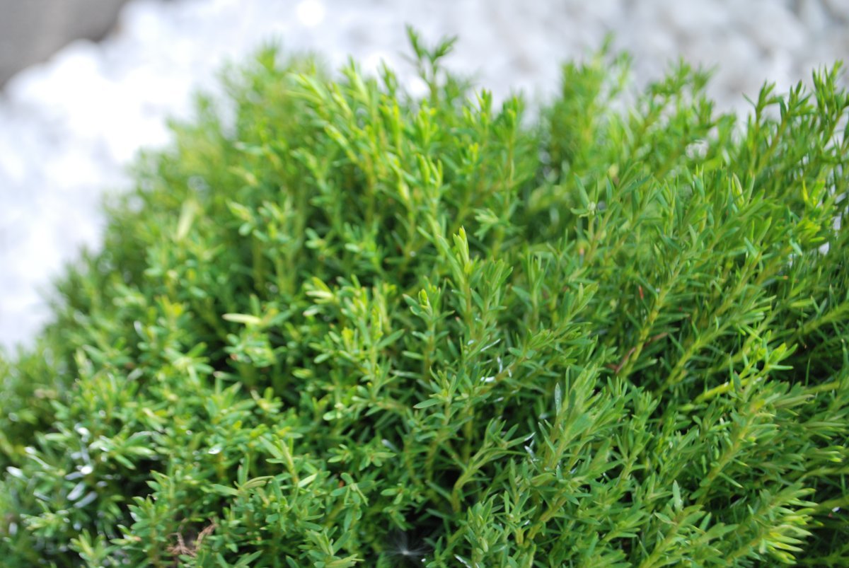 Туя шаровидная Тедди - фото 3