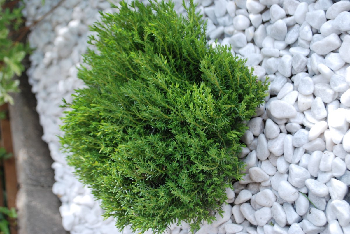 Туя шаровидная Тедди