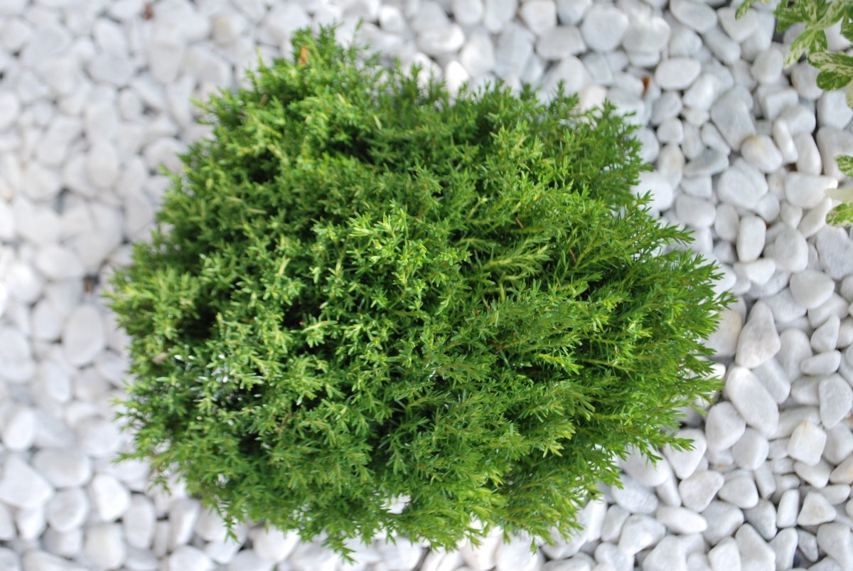 Туя шаровидная Тедди - фото 7