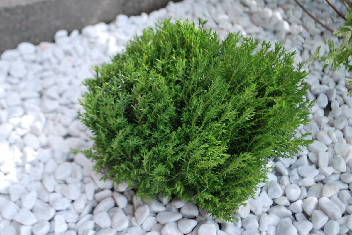 Туя шаровидная Тедди - фото 2