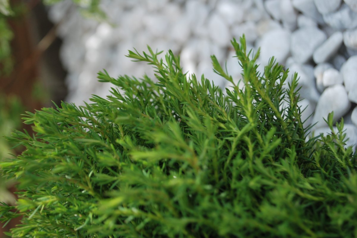 Туя шаровидная Тедди - фото 5