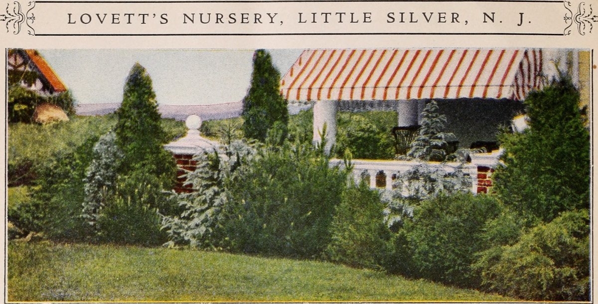 Туя западная Пирамидалис Компакта