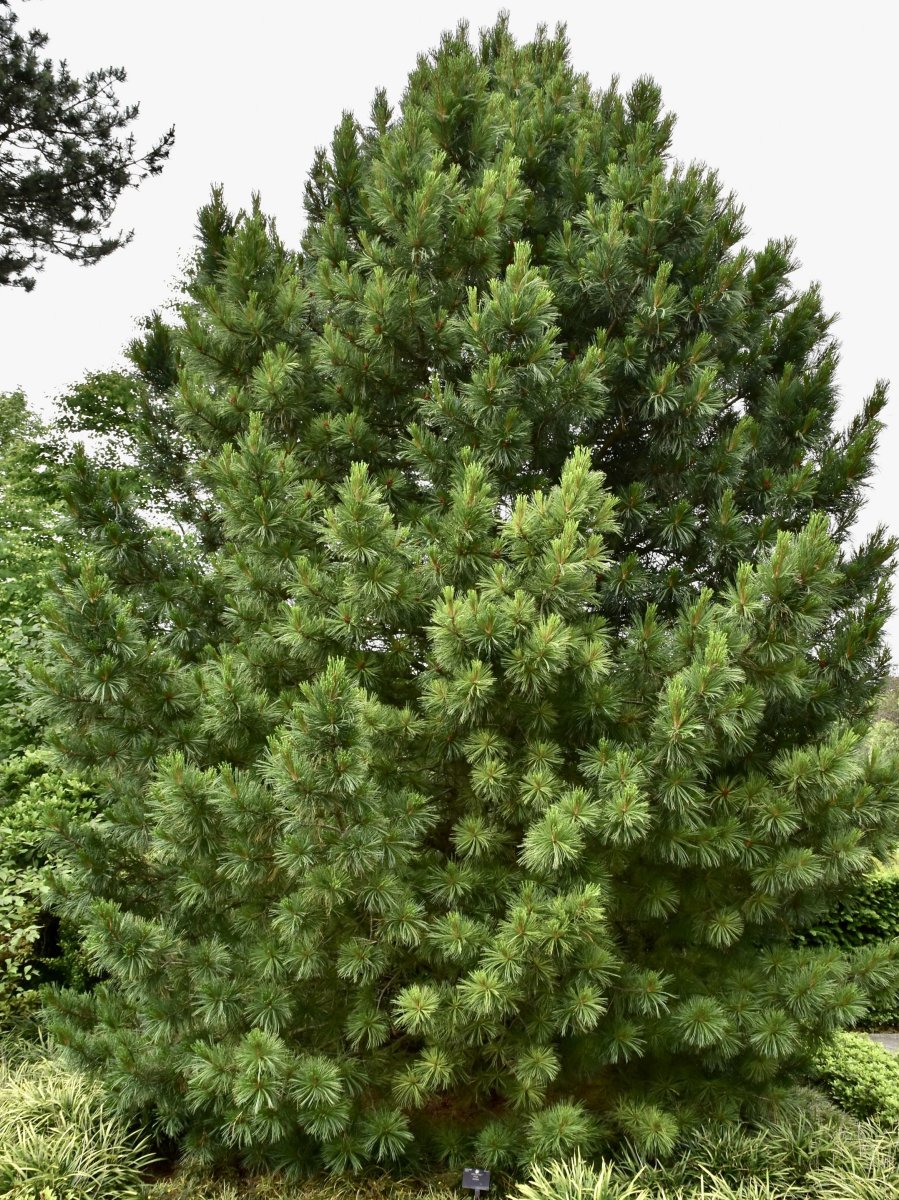 Сосна кедровая европейская - фото 3