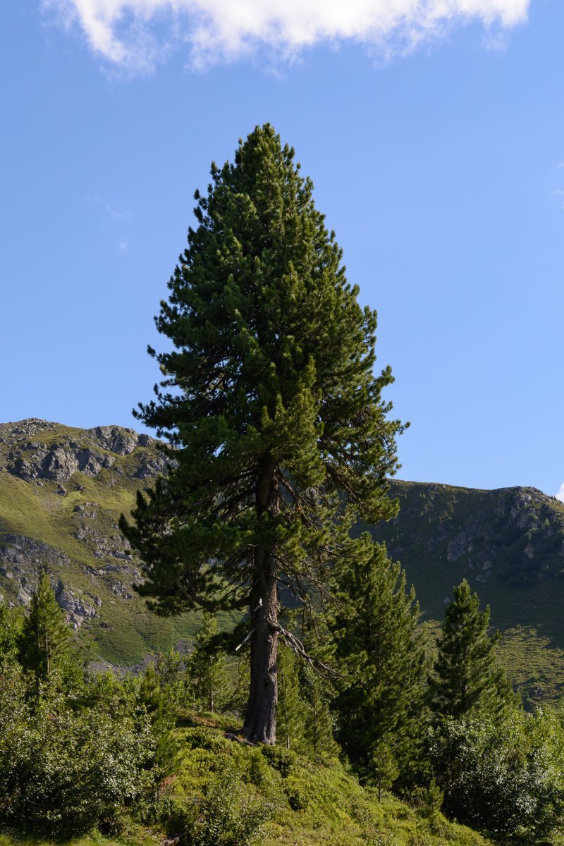 Сосна кедровая европейская - фото 7