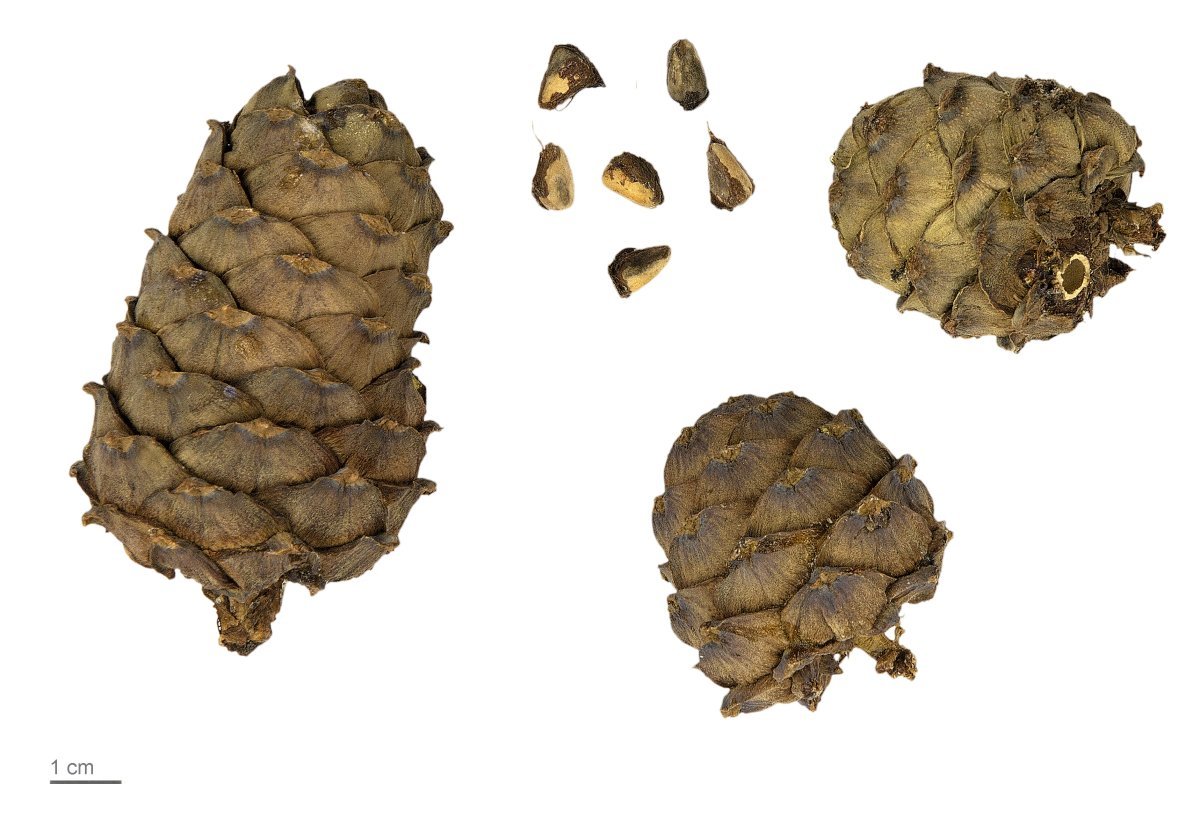 Сосна кедровая европейская - фото 5