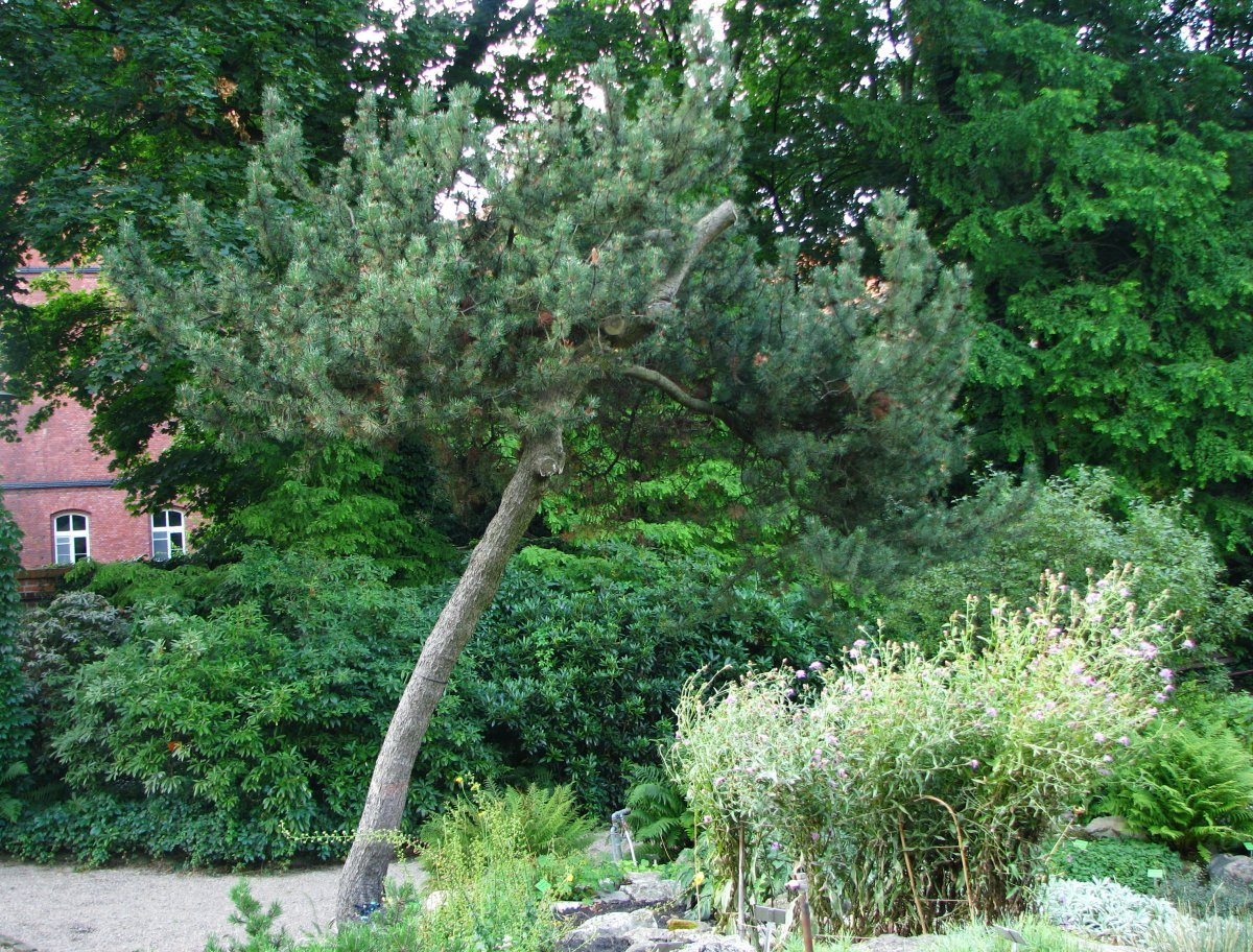 Сосна горная Унцината - фото 8