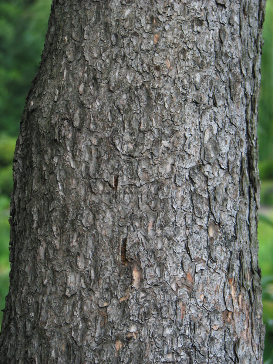 Сосна горная Унцината - фото 7