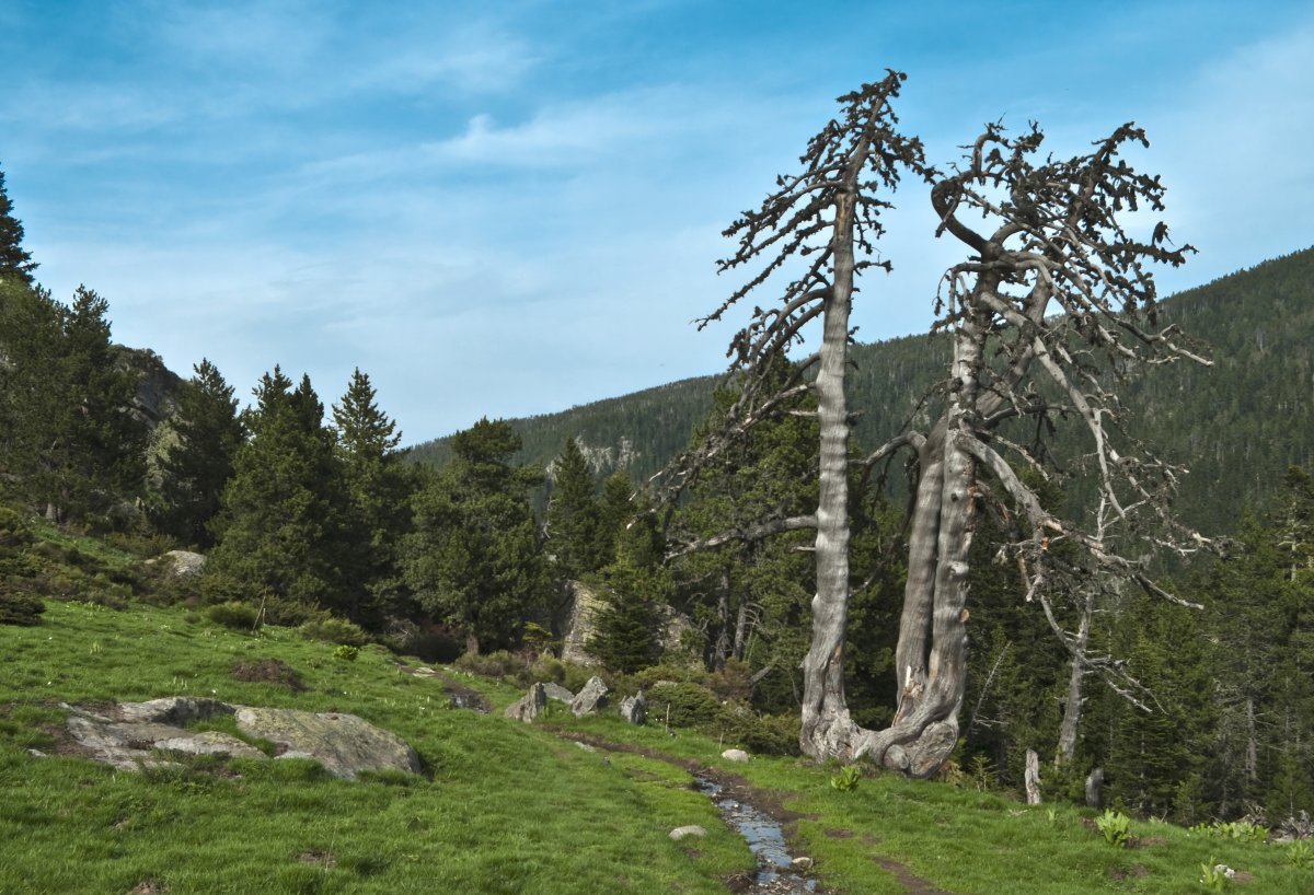 Сосна горная Унцината - фото 2