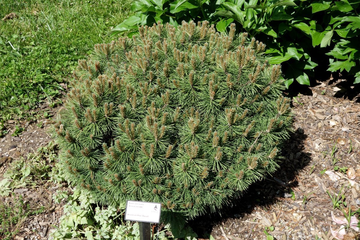 Сосна горная Унцината - фото 3