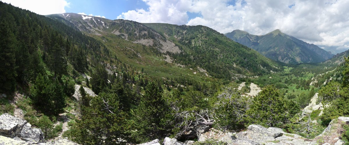 Сосна горная Унцината - фото 10