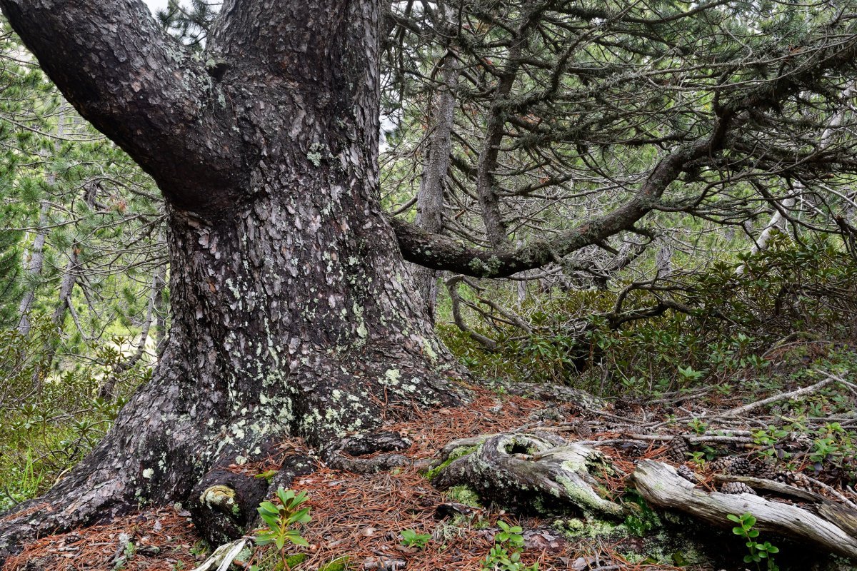 Сосна горная Унцината - фото 4