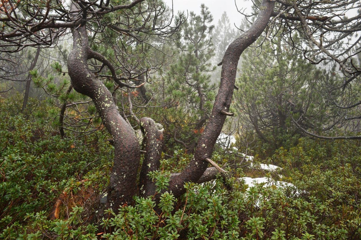 Сосна горная Унцината - фото 5