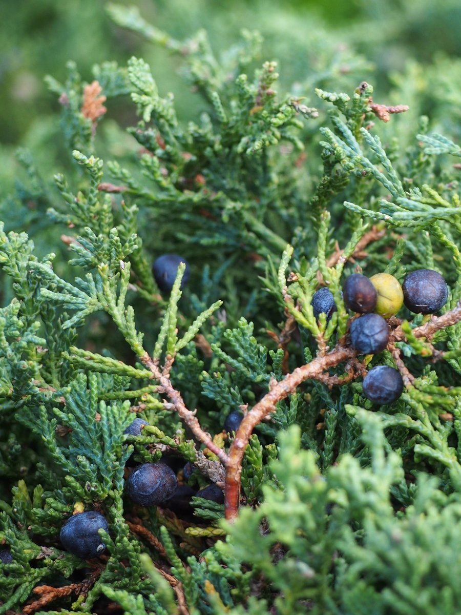 Можжевельник горизонтальный Вилтони - фото 6