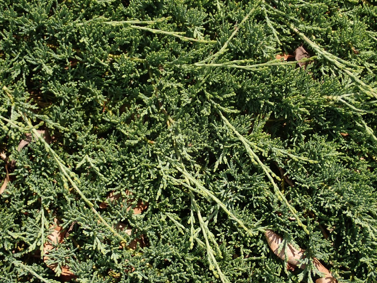 Можжевельник горизонтальный Вилтони - фото 10