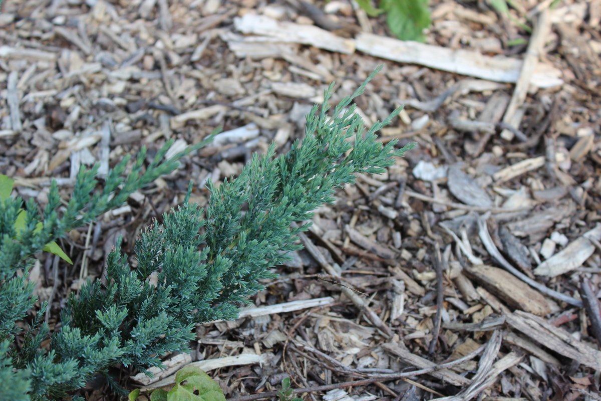 Можжевельник горизонтальный Вилтони - фото 2