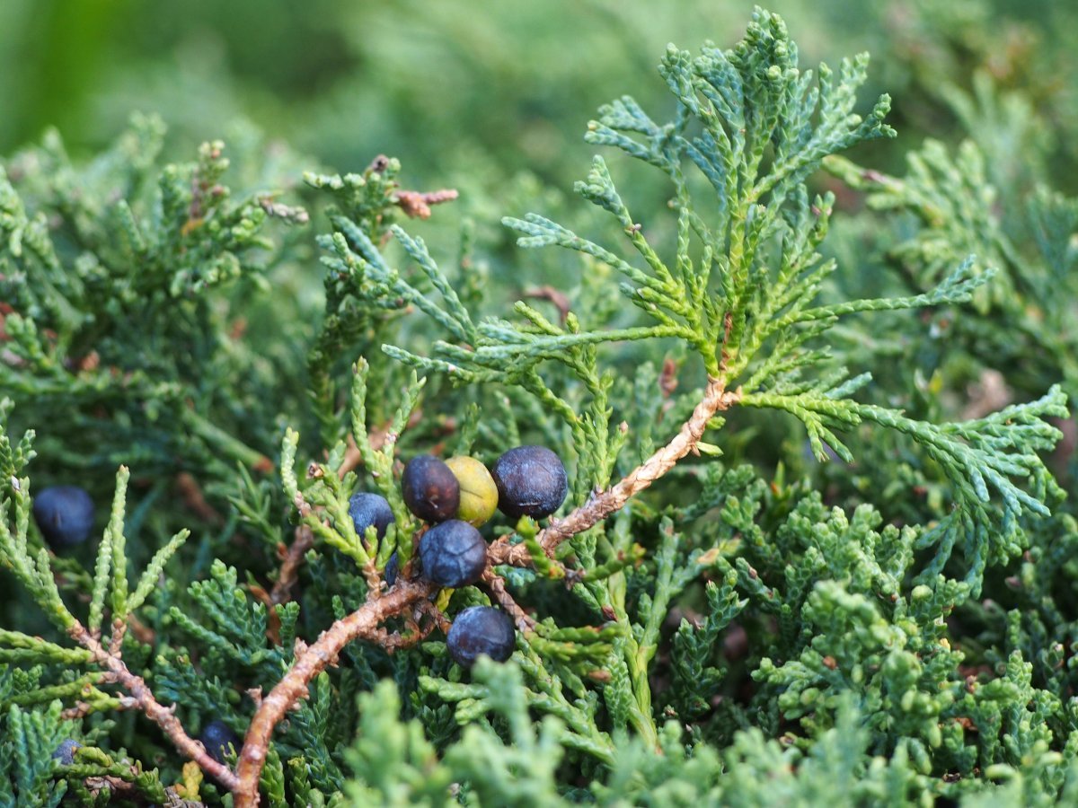 Можжевельник горизонтальный Вилтони - фото 5