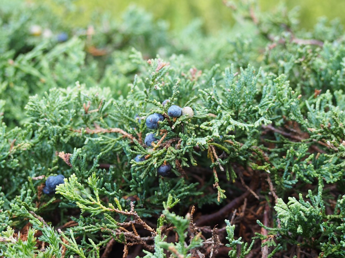 Можжевельник горизонтальный Вилтони - фото 4