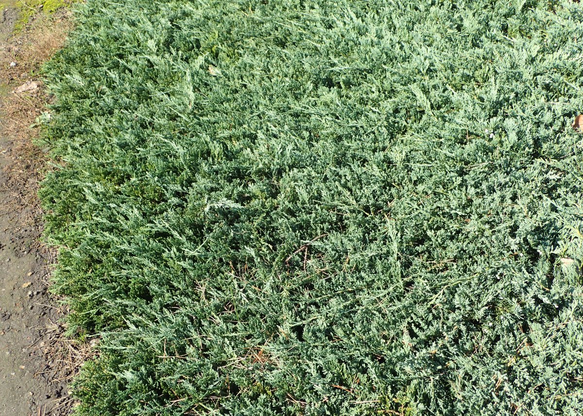 Можжевельник горизонтальный Вилтони - фото 7