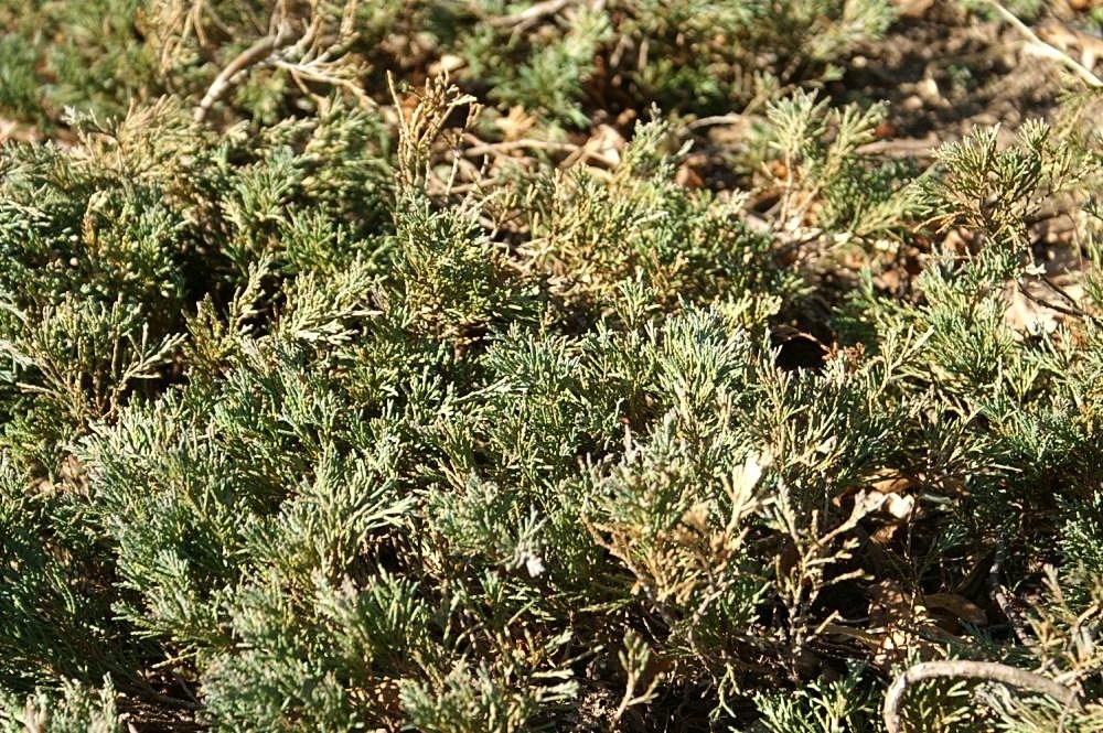 Можжевельник горизонтальный Вилтони - фото 8