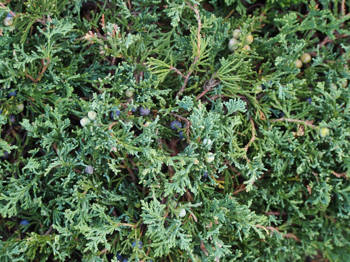 Можжевельник горизонтальный Вилтони - фото 3