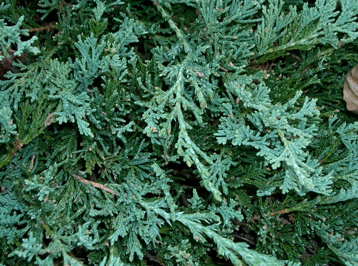 Можжевельник горизонтальный Вилтони - фото 9