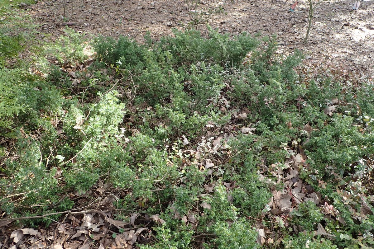 Можжевельник обыкновенный Репанда - фото 4