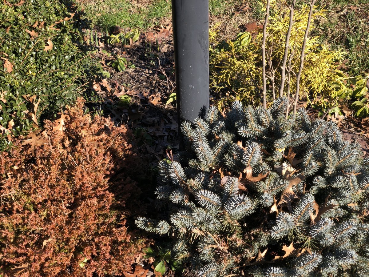 Туя шаровидная Голден Глобе - фото 10